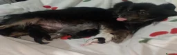 Pomchi perros en venta: Toy recogida en Córdoba no envío a 500€  - Anuncio 9