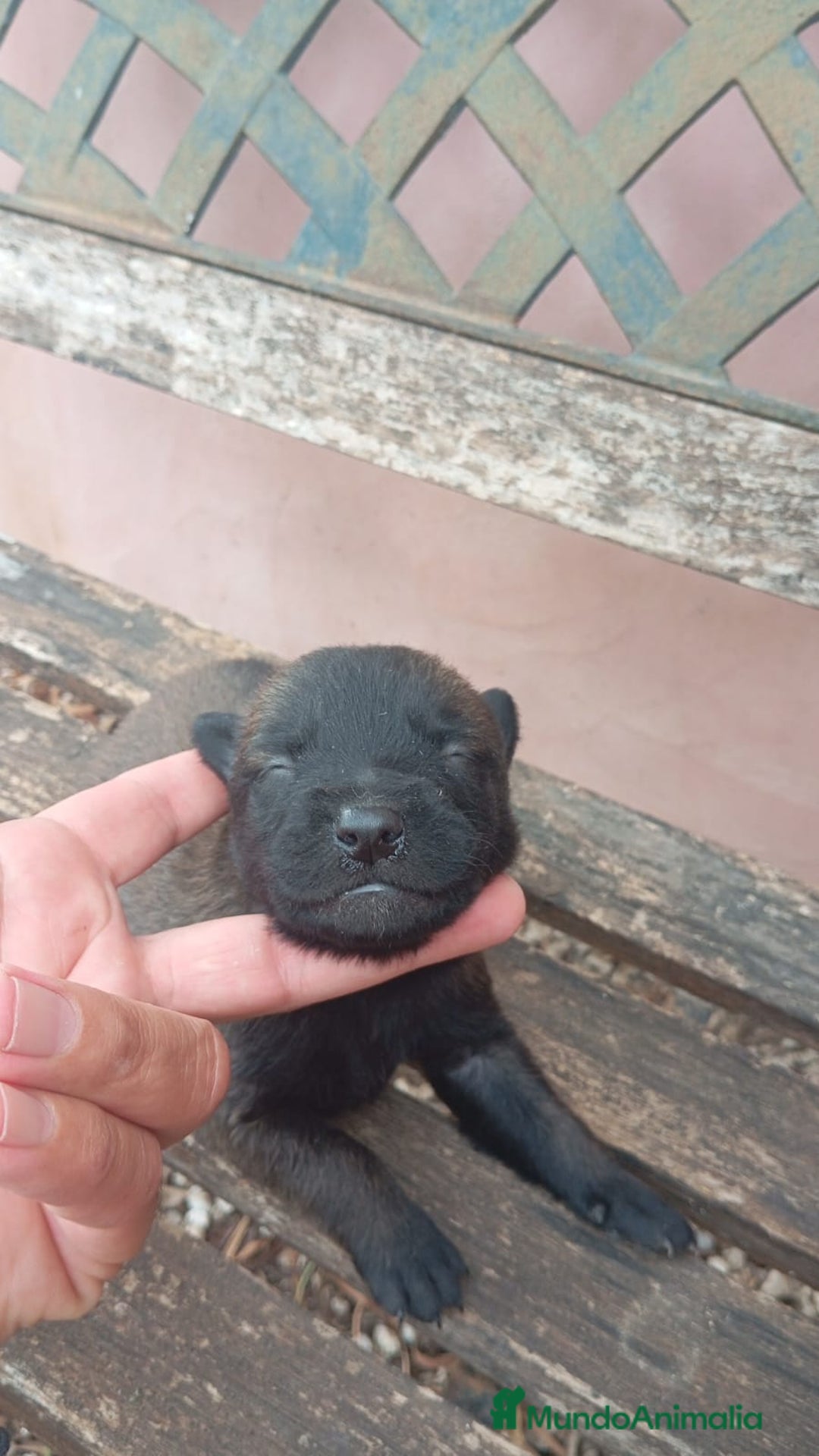Pastor Belga Malinois perros en venta: CAMADA MALINOIS  - Imagen 2