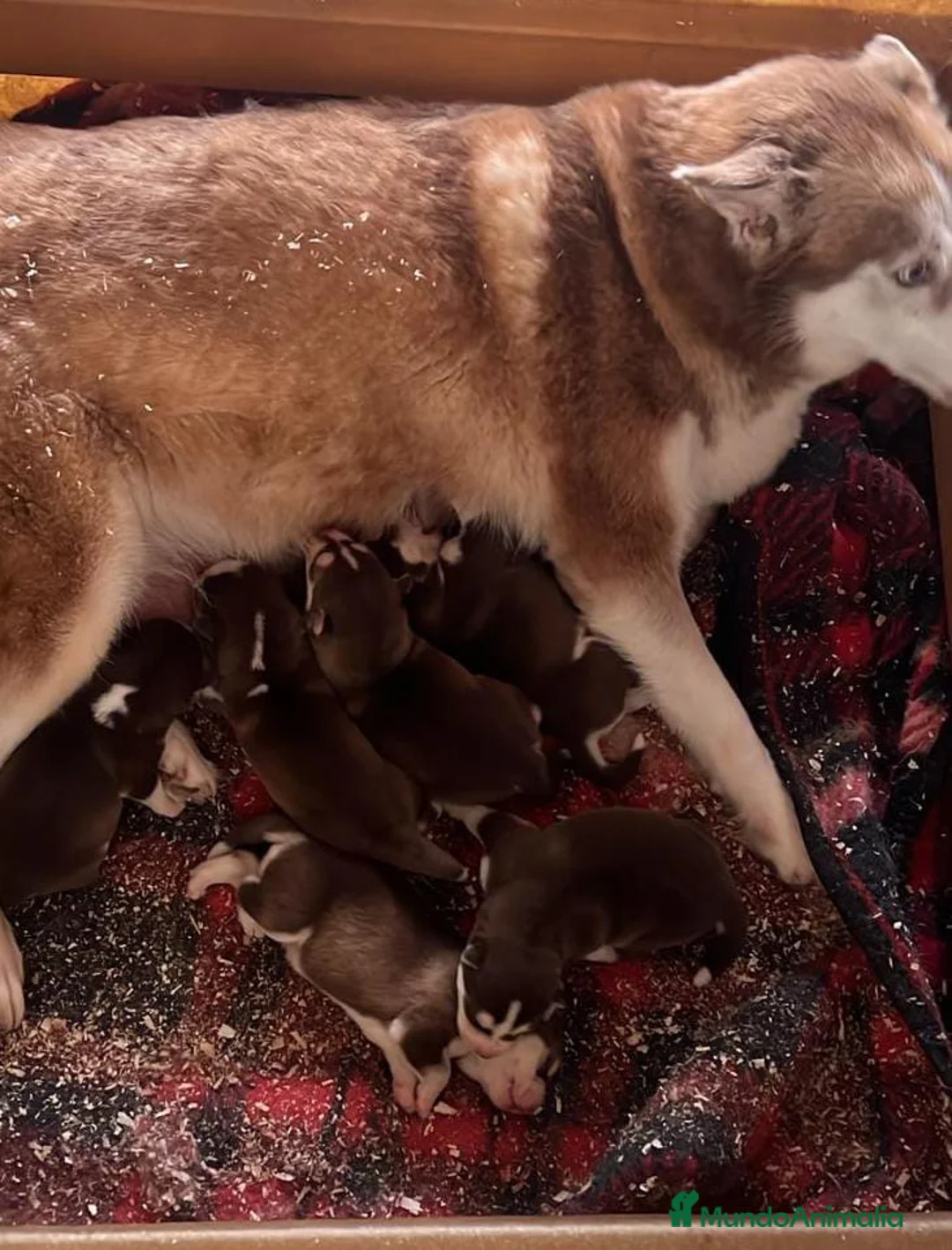 Husky Siberiano perros en venta: HUSKY SIBERIANO - Anuncio 3