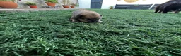 Pomerania perros en venta: Pomerania  - Anuncio 2