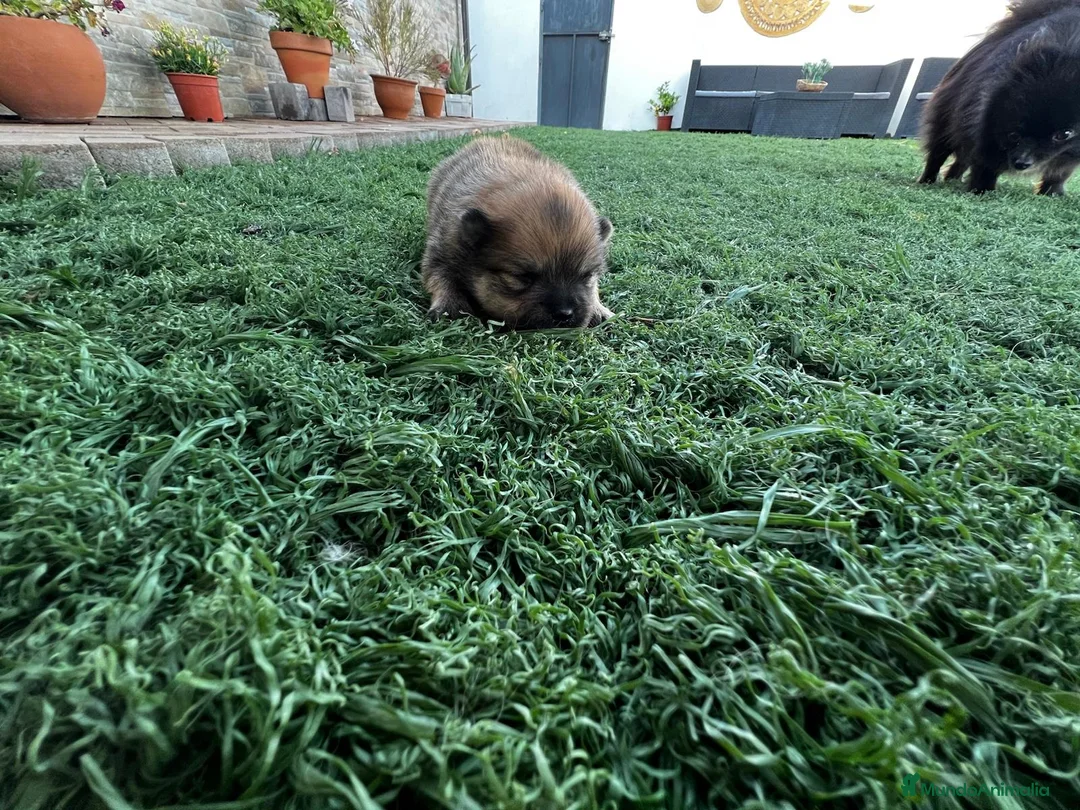 Pomerania perros en venta: Pomerania  - Anuncio 2