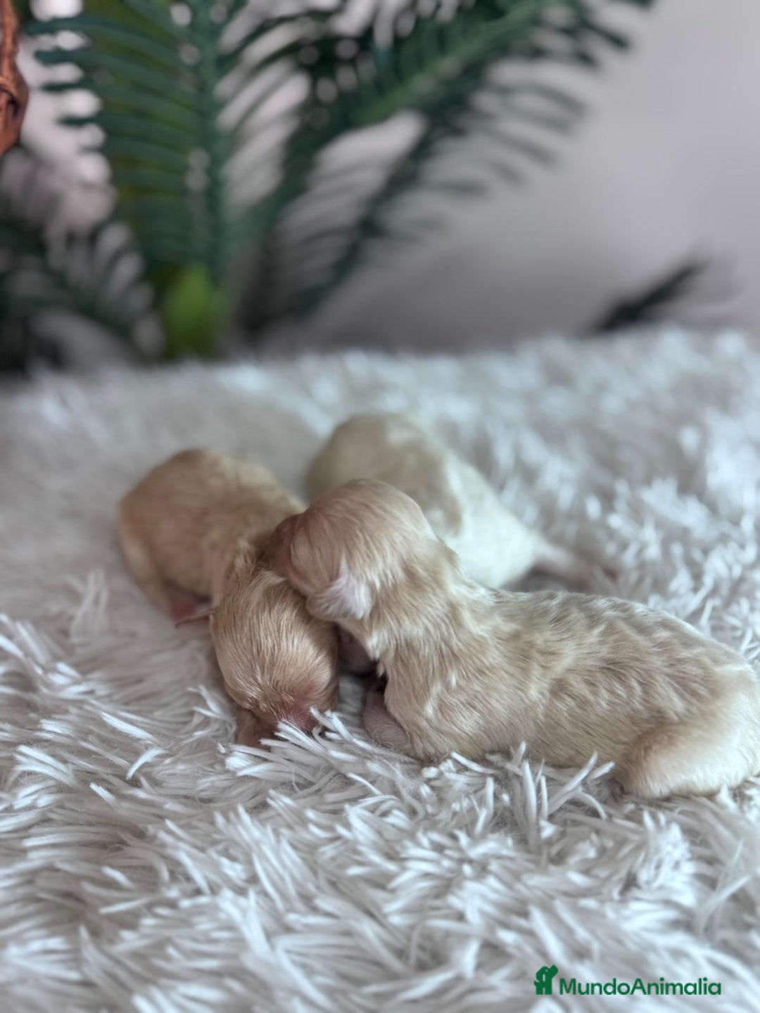 Maltipoo perros en venta: MALTIPOO - Anuncio 9