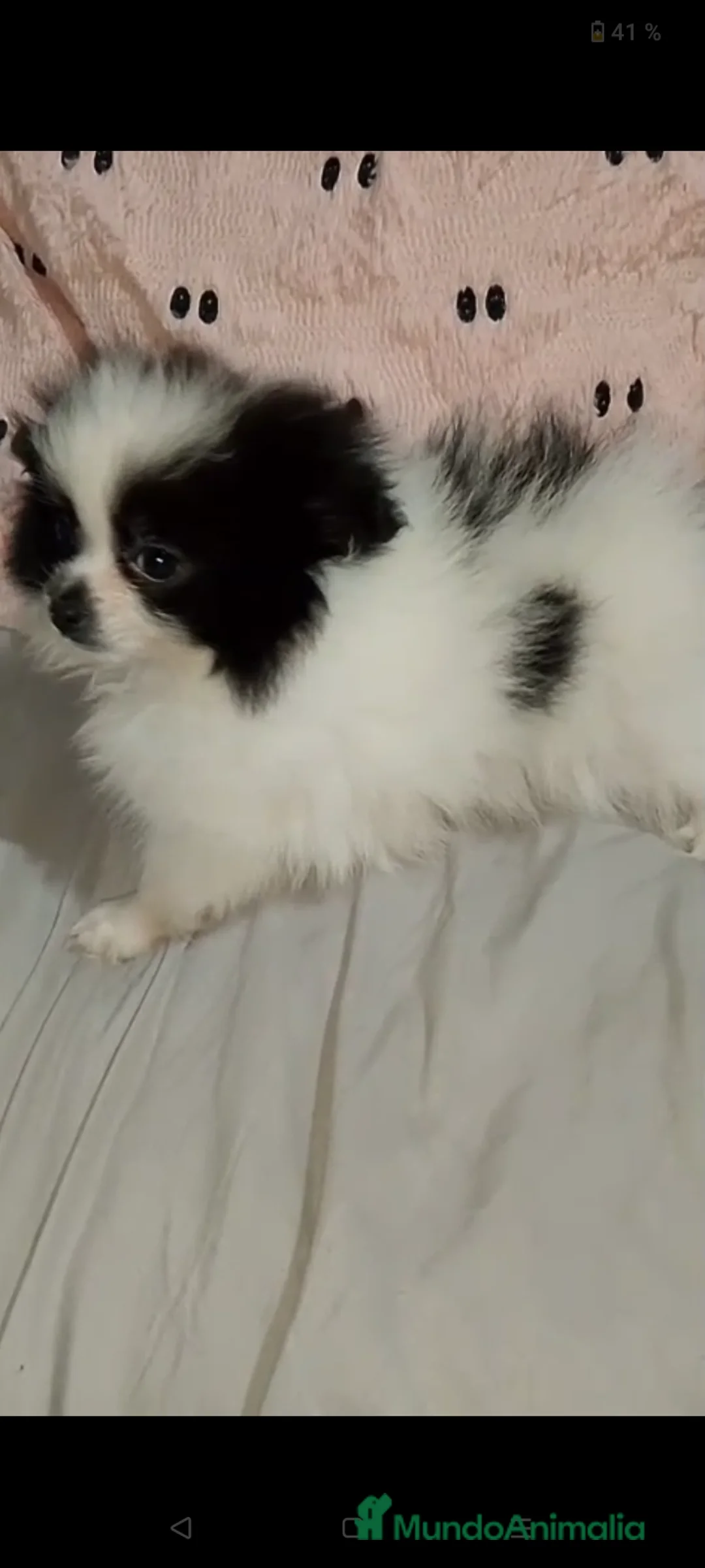 Pomerania perros en venta: Pomerania hembra preciosa  - Anuncio 1