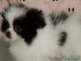 Pomerania perros Pomerania hembra preciosa - Anuncio 1