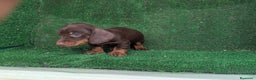 Teckel Miniatura perros en venta: Teckel miniatura  - Anuncio 9