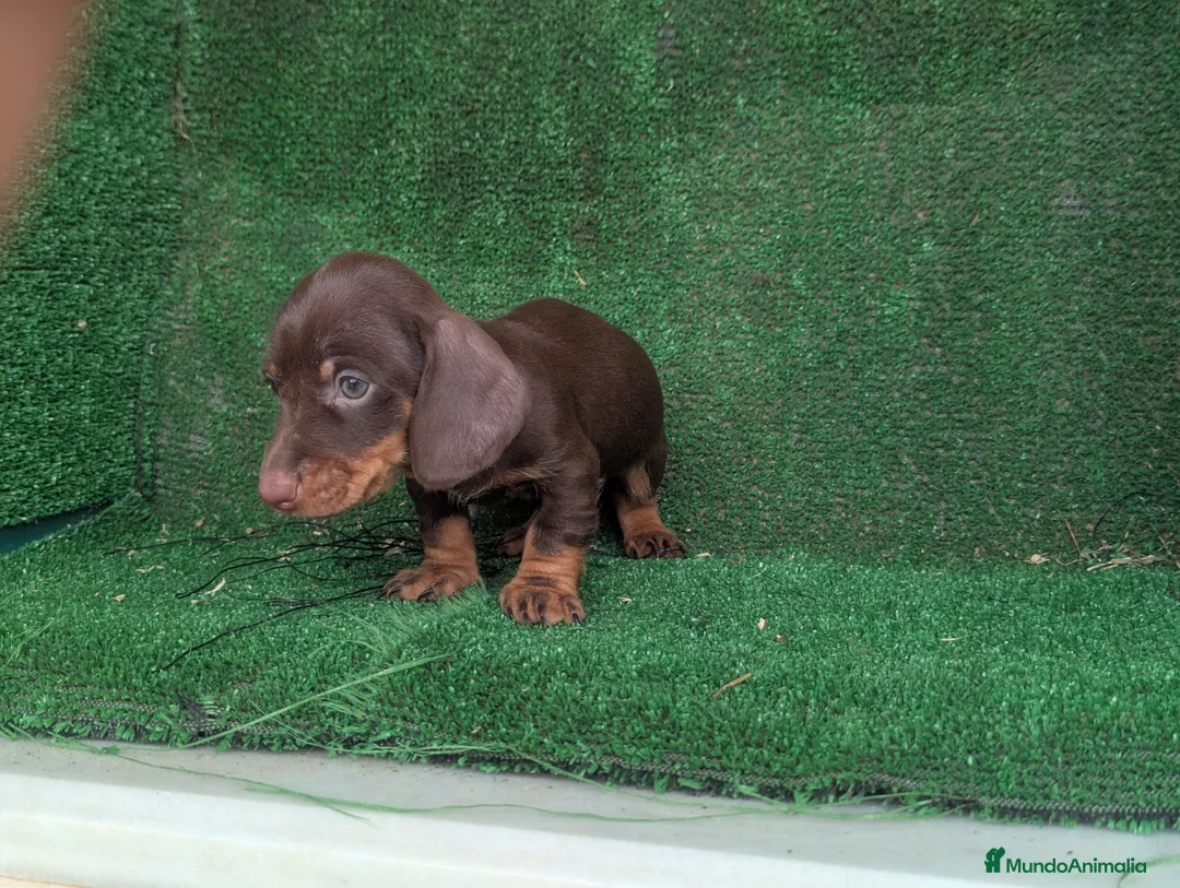 Teckel Miniatura perros en venta: Teckel miniatura  - Anuncio 9