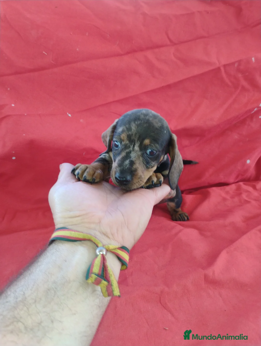 Teckel Miniatura perros en venta: Machito teckel arlequín  - Anuncio 5