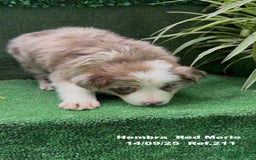 Border Collie perros en venta: BORDER COLLIE Red Merle - Imagen 8