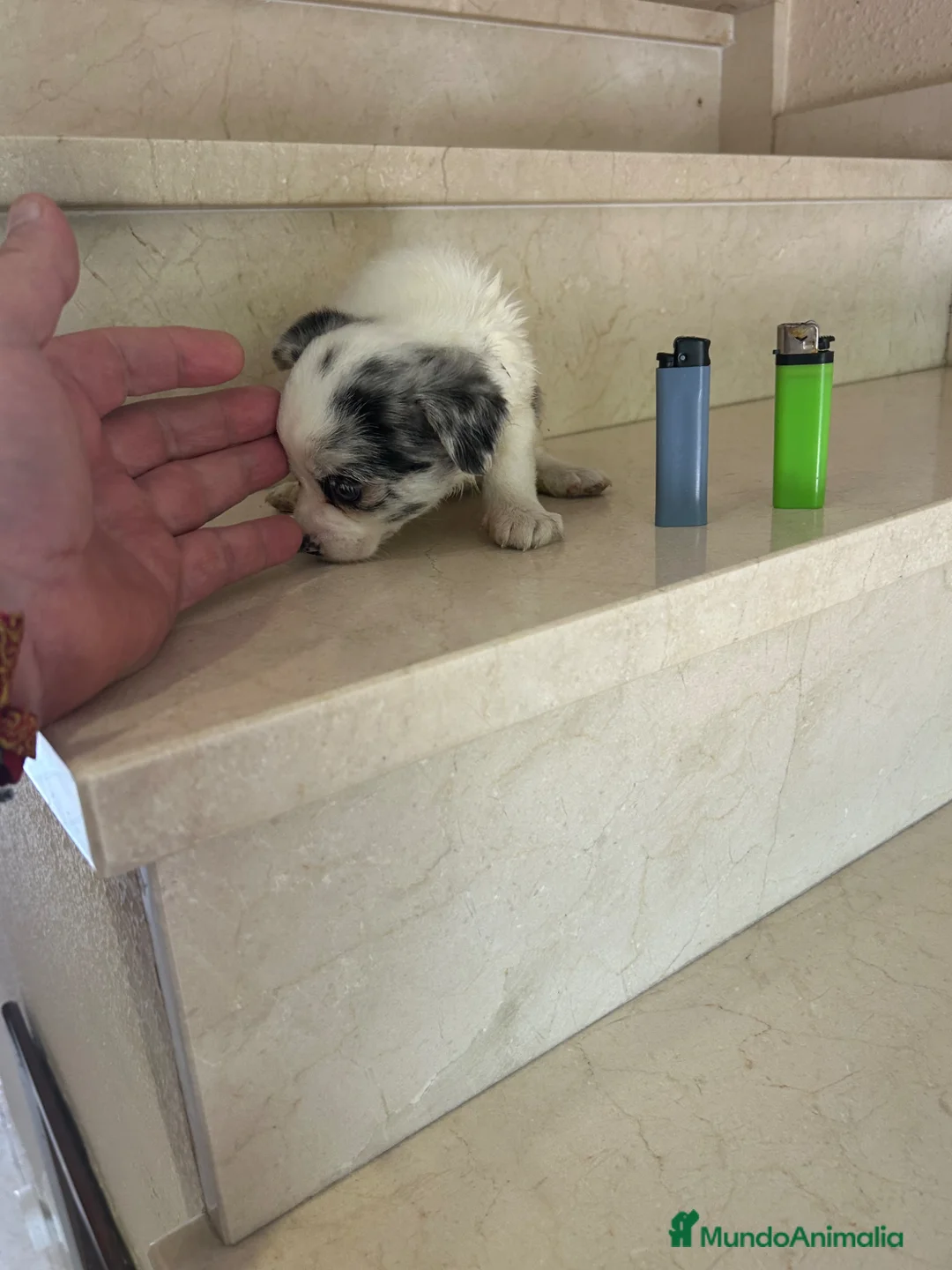 Chihuahua perros en venta: Chihuahua Hembra Merle Arlequín Toy - Anuncio 1
