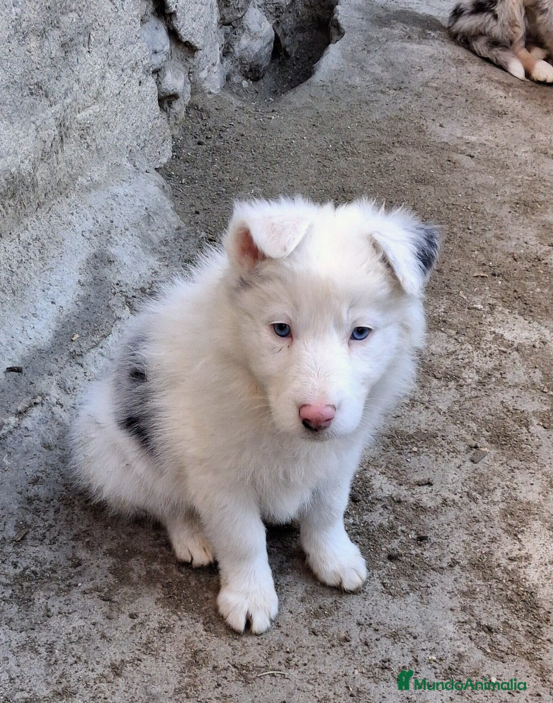 Border Collie perros en venta: Boder collie Getafe - Anuncio 2