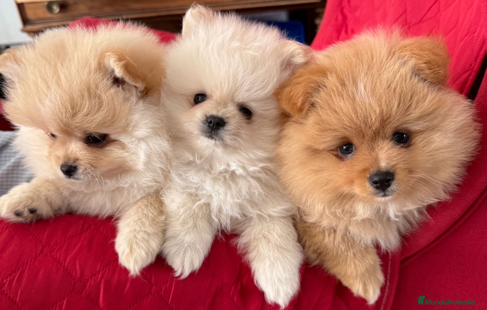 Pomerania perros Cachorros Pomerania criados en ambiente familiar - Anuncio 1
