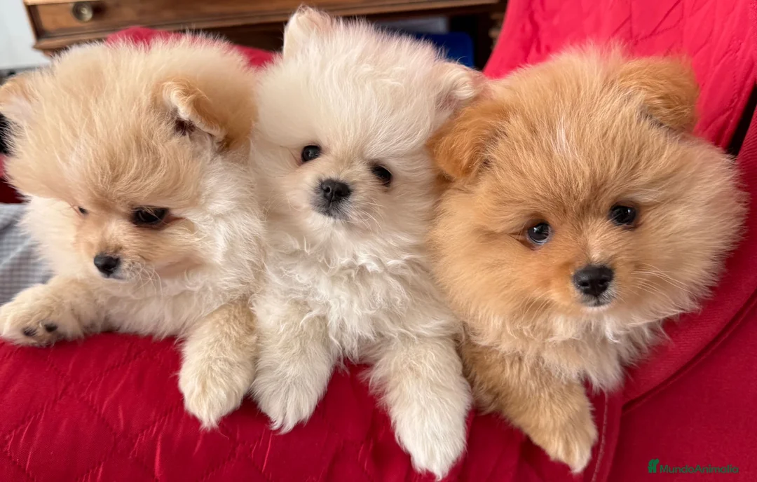 Pomerania perros en venta: Cachorros Pomerania criados en ambiente familiar - Anuncio 1