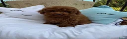 Caniche Toy perros en venta: Caniche Toy líneas asiáticas  - Anuncio 3