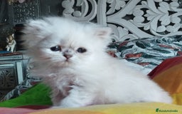 Persa gatos en venta: Hembra persa color point  - Imagen 4