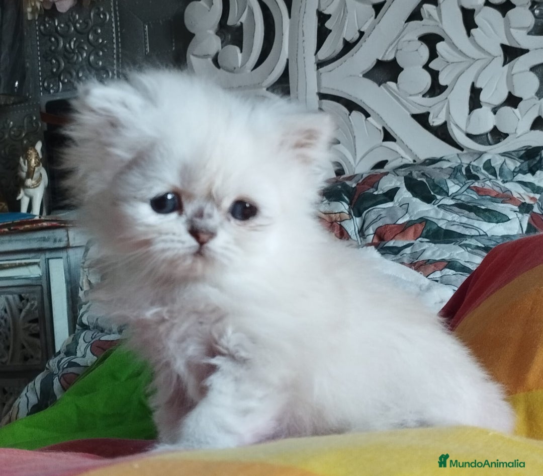 Persa gatos en venta: Hembra persa color point  - Imagen 4