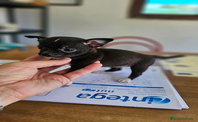 Chihuahua perros - Anuncio 2