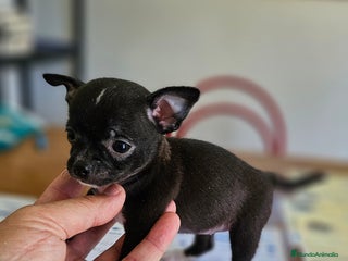 Chihuahua perros - Anuncio 28