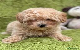 Maltipoo perros en venta: MALTIPOO TOY DISPONIBLES - Imagen 6