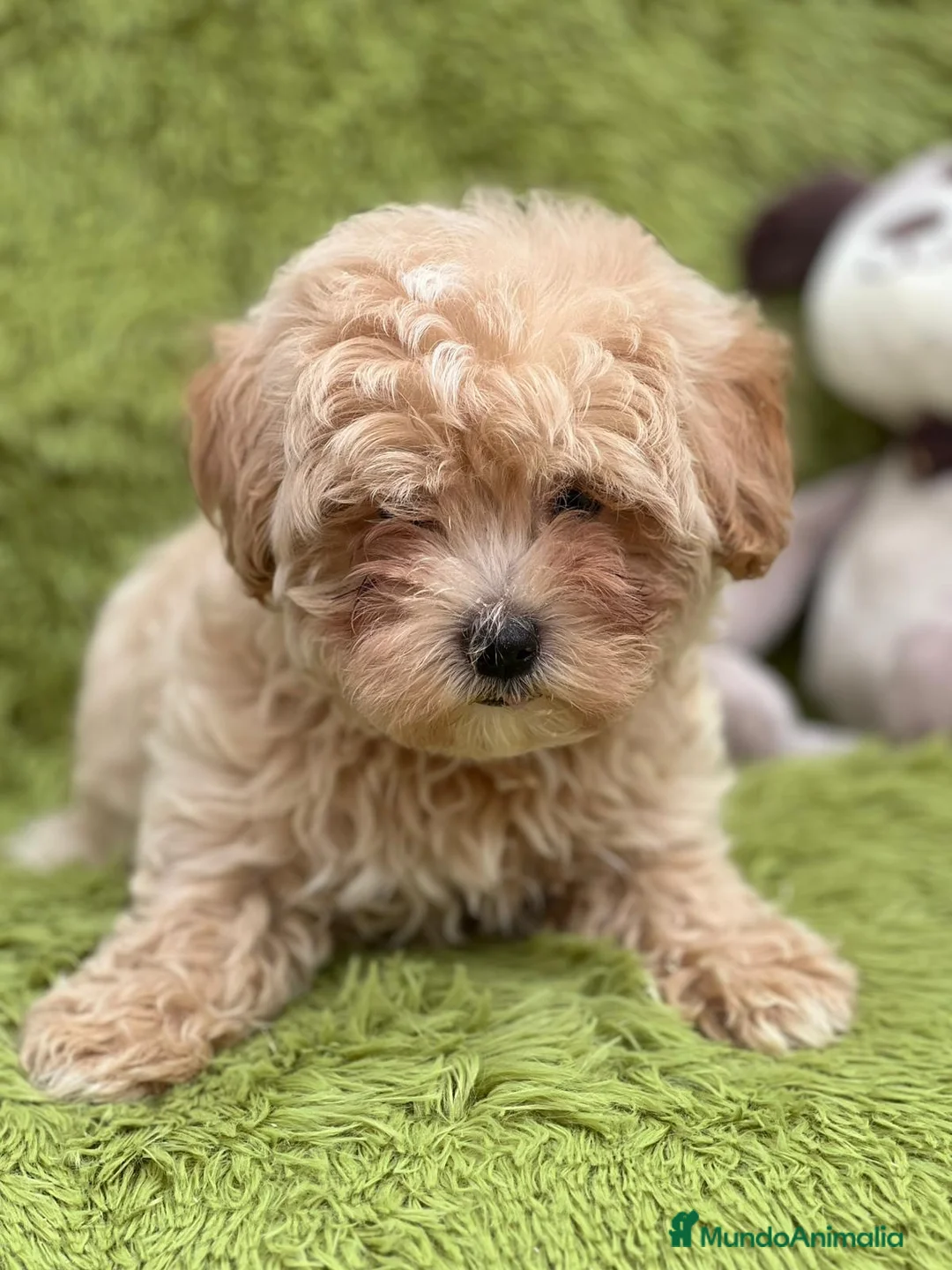Maltipoo perros en venta: MALTIPOO TOY DISPONIBLES - Anuncio 6