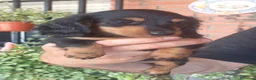 Teckel perros en venta: Teckel pelo largo  - Anuncio 1
