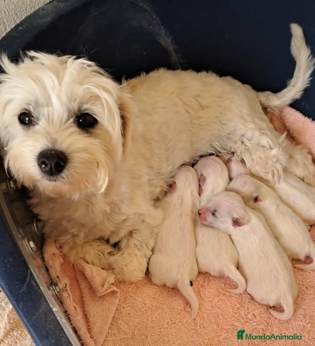 Bichón Maltés perros en venta: Bebés Bichon Maltés  - Anuncio 1