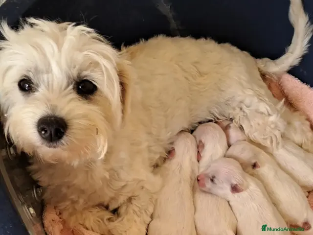 Bichón Maltés perros en venta: Bebés Bichon Maltés - Anuncio 1