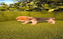 Beagle perros en venta: beagles tricolor  - Imagen 12
