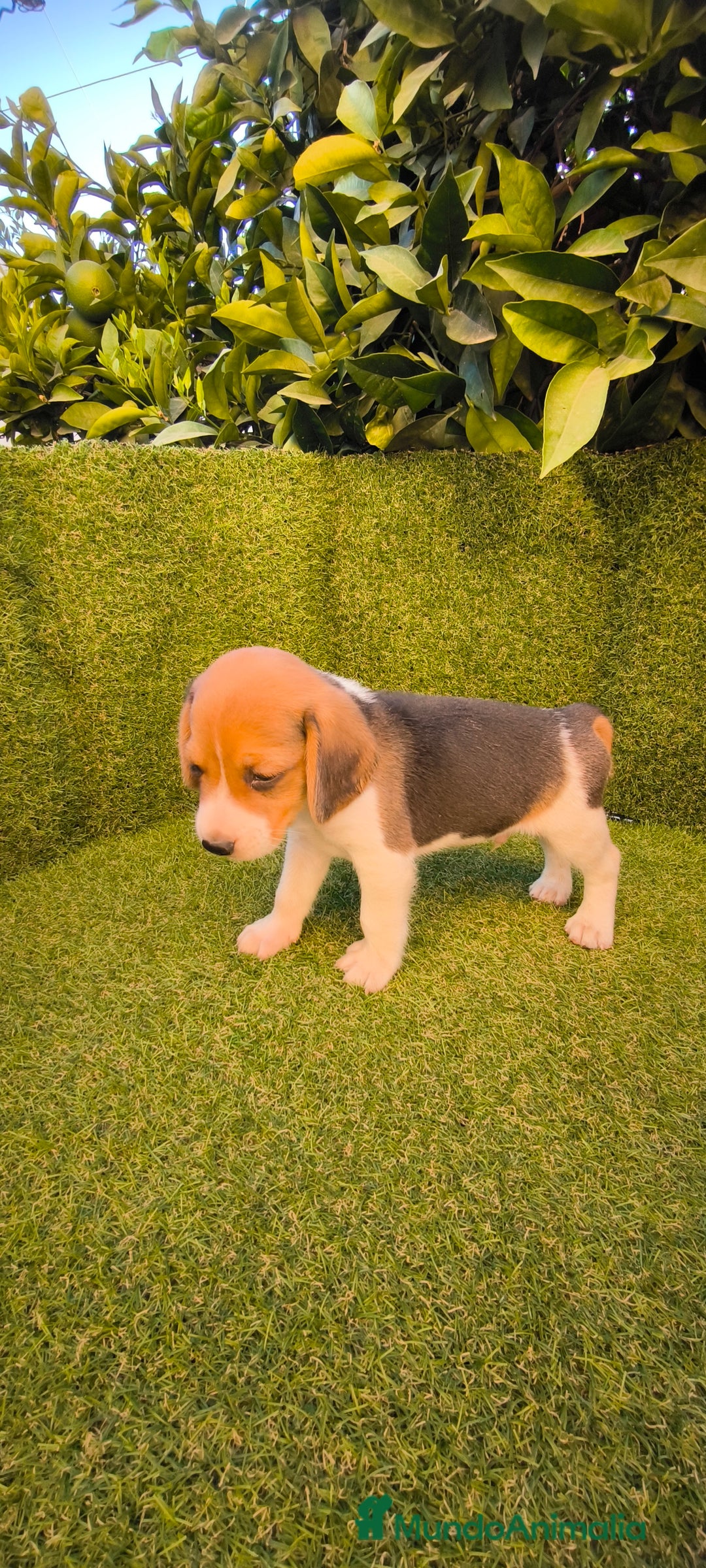 Beagle perros en venta: beagles tricolor  - Imagen 12