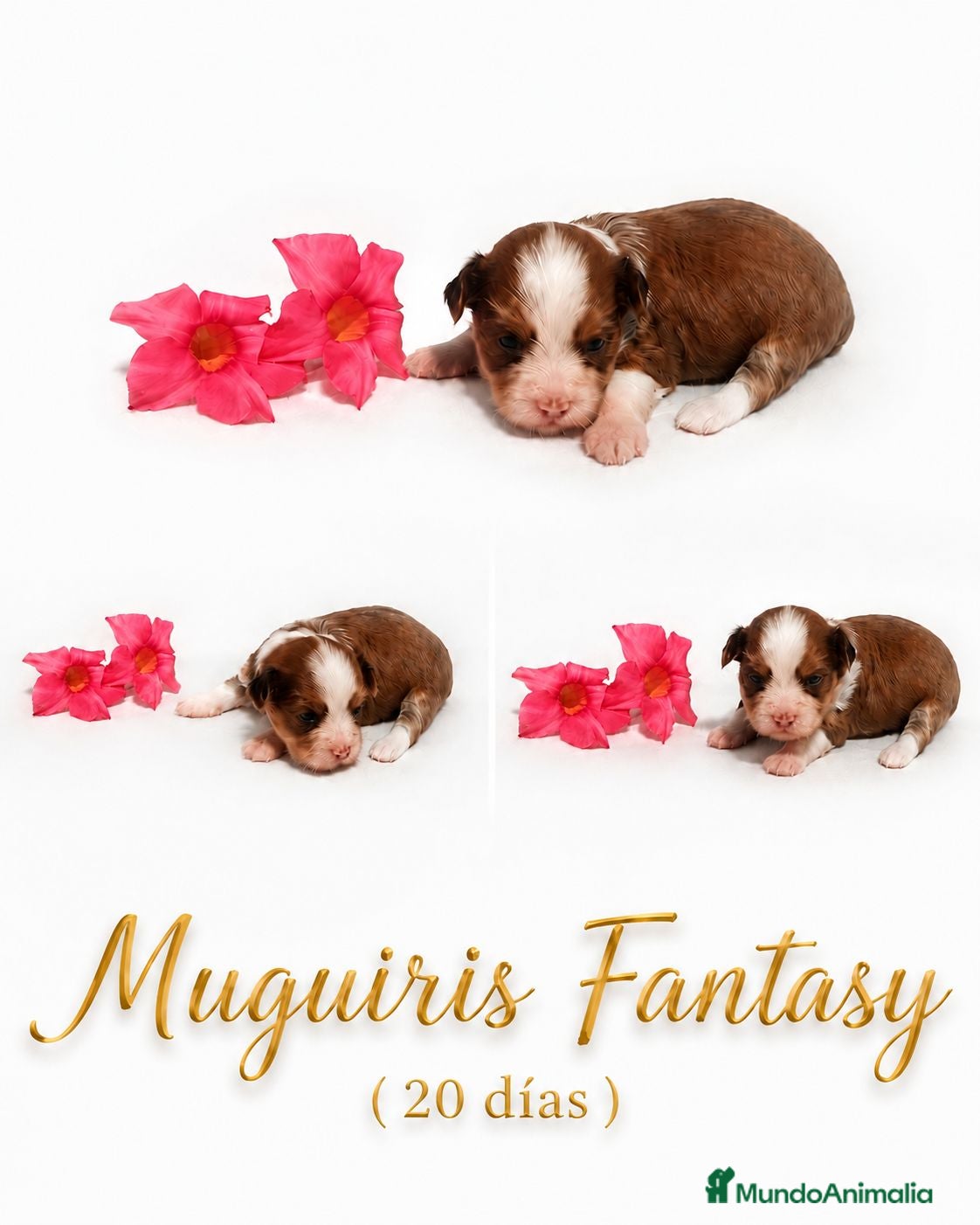 Bichón Habanero perros Muguiris Fantasy - Anuncio 36