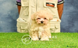 Maltipoo perros en venta: Cachorros de maltipoo disponibles.  - Imagen 1