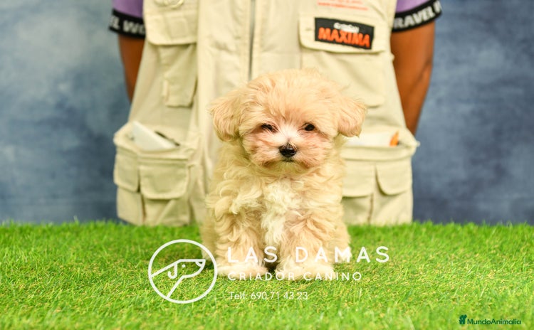 Maltipoo perros - Propaganda 8