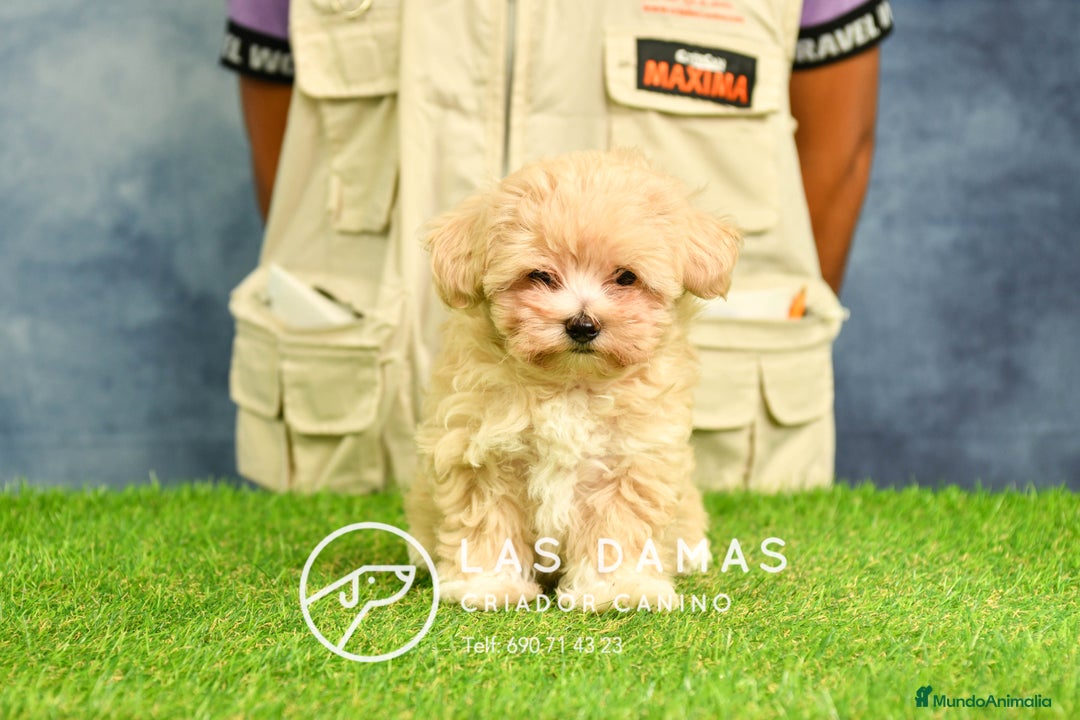 Maltipoo perros en venta: Cachorros de maltipoo disponibles.  - Imagen 1