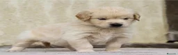 Golden Retriever perros en venta: CRIADERO DE GOLDEN EN CATALUÑA  - Anuncio 3