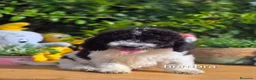 Perro de Agua Español perros en venta: Preciosos cachorros de perro de aguas - Anuncio 2