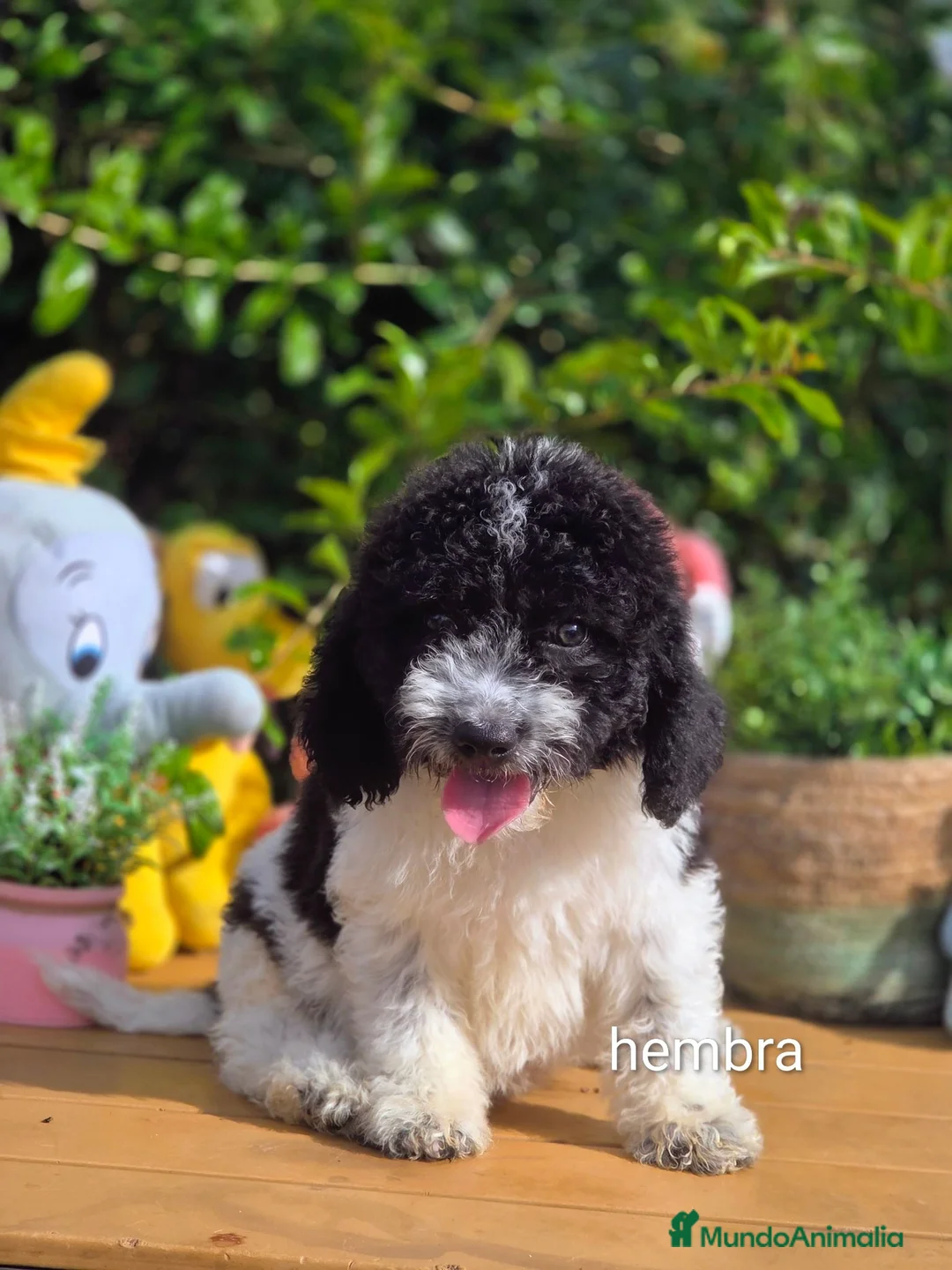 Perro de Agua Español perros en venta: Preciosos cachorros de perro de aguas - Anuncio 2