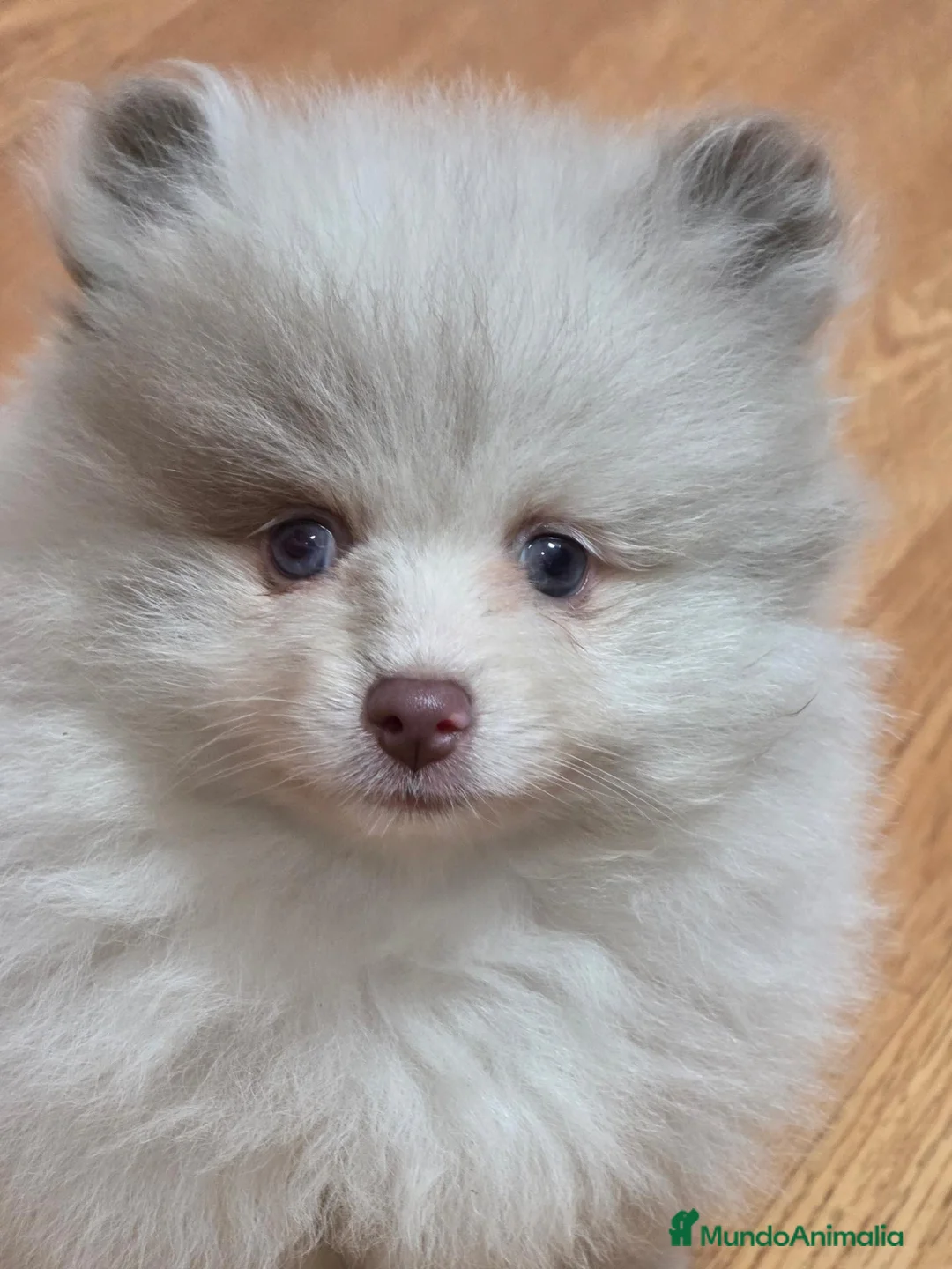 Pomerania perros en venta: Preciosa Osita Lulú Miniatura  - Anuncio 2