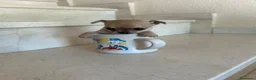 Chihuahua perros en venta: Chihuahuas micro toy máxima calidad - Anuncio 28