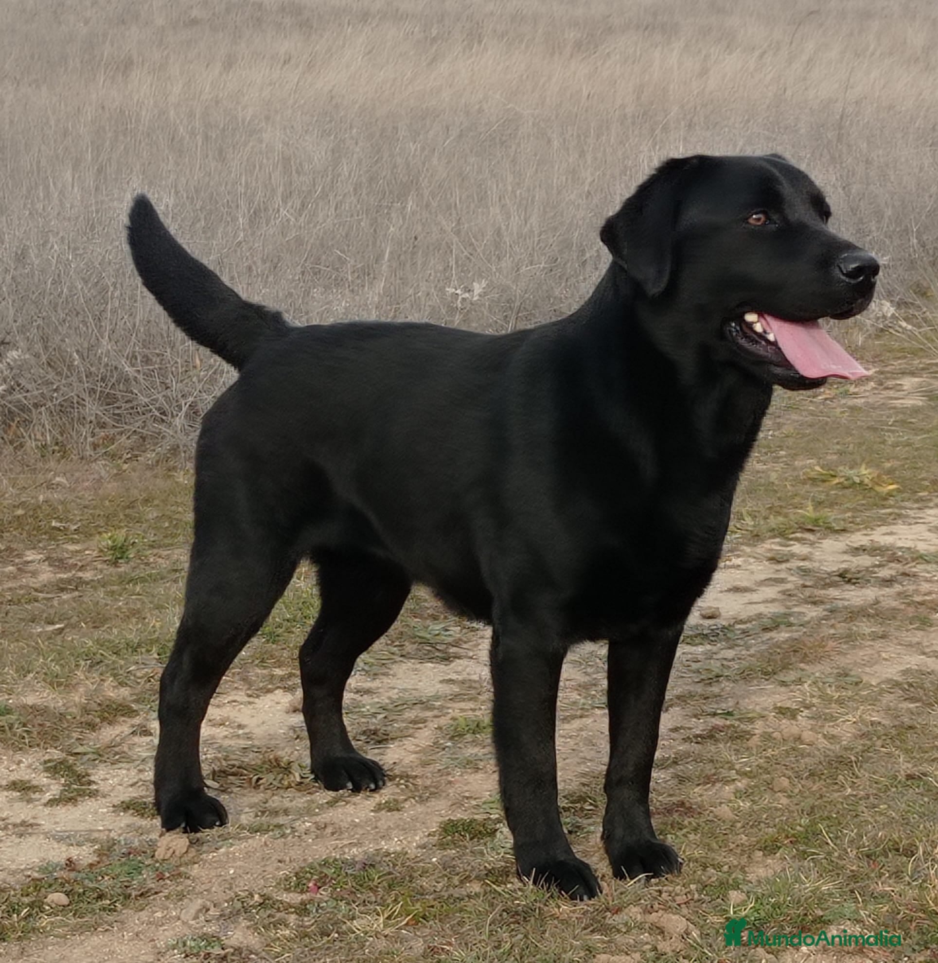 Labrador Retriever perros Labradores de  Quercuscan  - Anuncio 10
