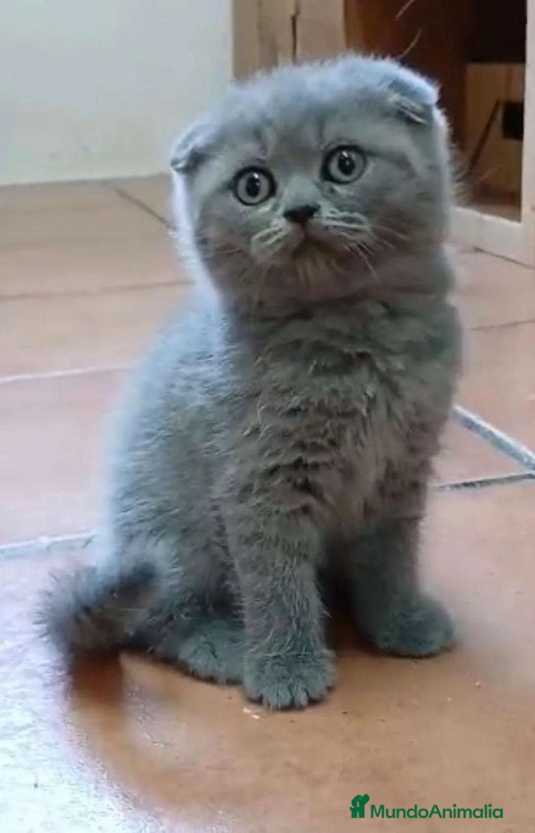 Scottish Fold gatos en venta: Hembras de scotish fondo y lilac - Anuncio 1