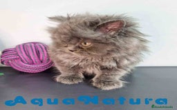 Persa gatos en venta: Persa Macho 9000 - AQUANATURA en Barcelona - Imagen 7