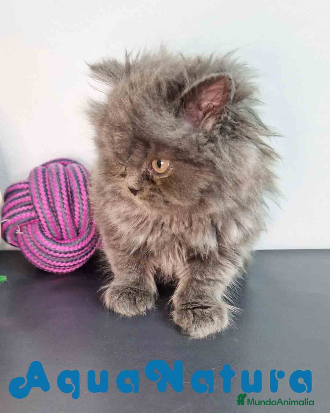 Persa gatos en venta: Persa Macho 9000 - AQUANATURA en Barcelona - Imagen 7