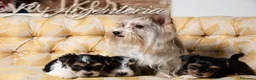 Biewer Yorkshire Terrier a la Pom Pon perros en venta: Camada Yorkshire Biewer - Anuncio 2