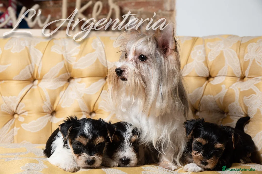 Biewer Yorkshire Terrier a la Pom Pon perros en venta: Camada Yorkshire Biewer - Anuncio 2
