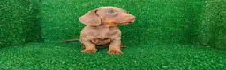 Teckel Miniatura perros en venta: Teckel miniatura  - Anuncio 20