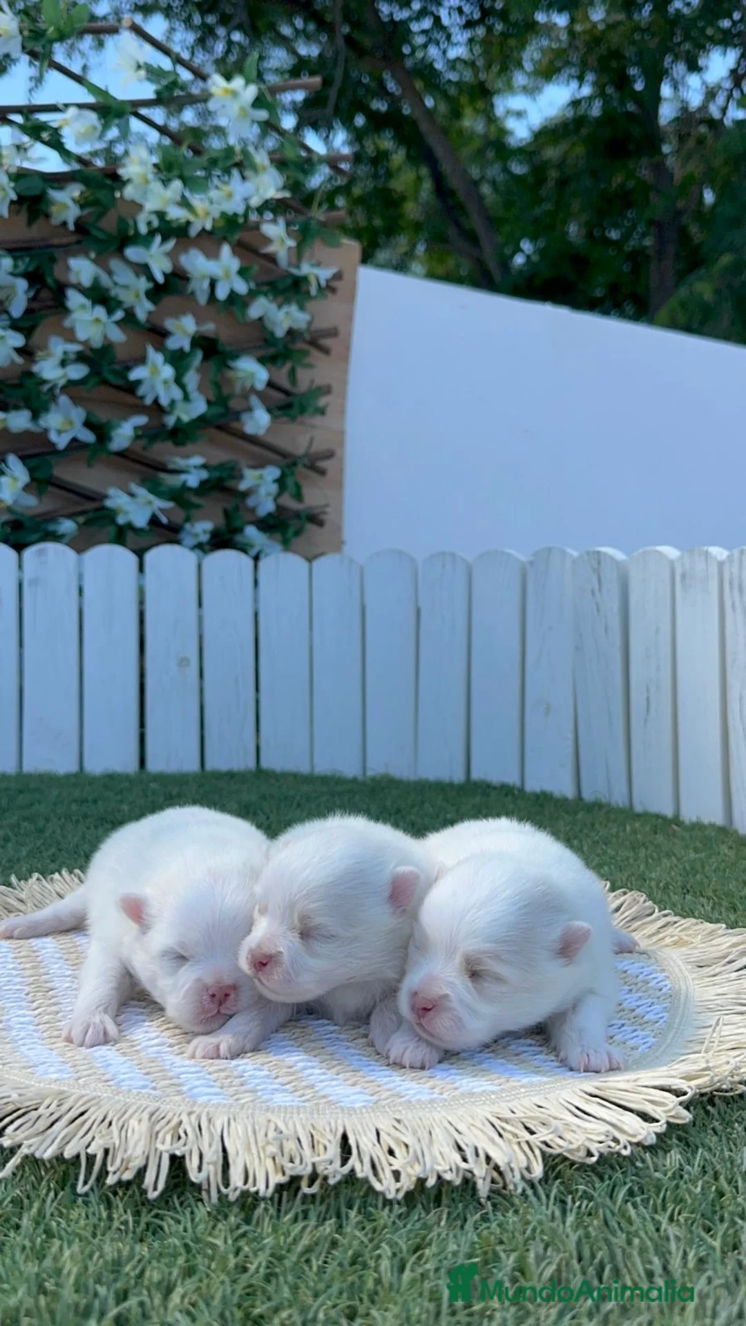 Pomerania perros en venta: POMERANIA 💙🤍 - Anuncio 2