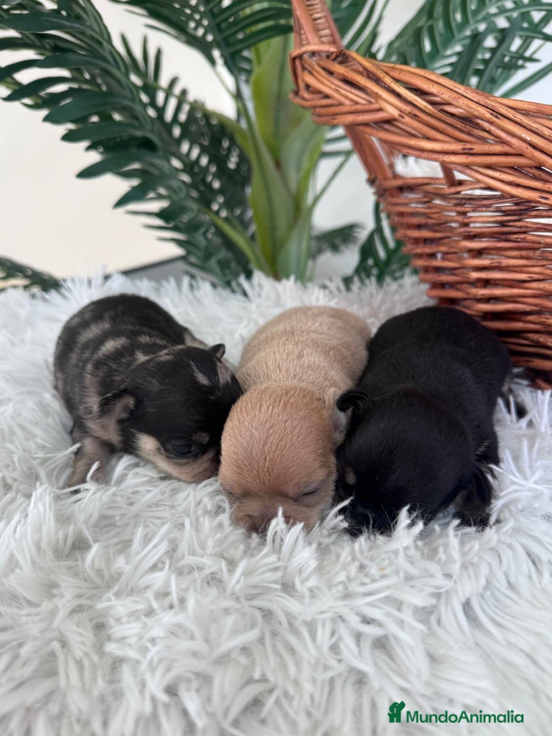 Chihuahua perros en venta: CHIHUAHUA - Imagen 5