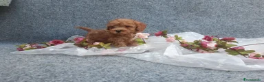 Caniche Toy 5