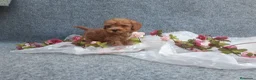 Caniche Toy perros en venta: IMPRECIONANTES  CANICHES  ROJO  TOY  - Anuncio 17