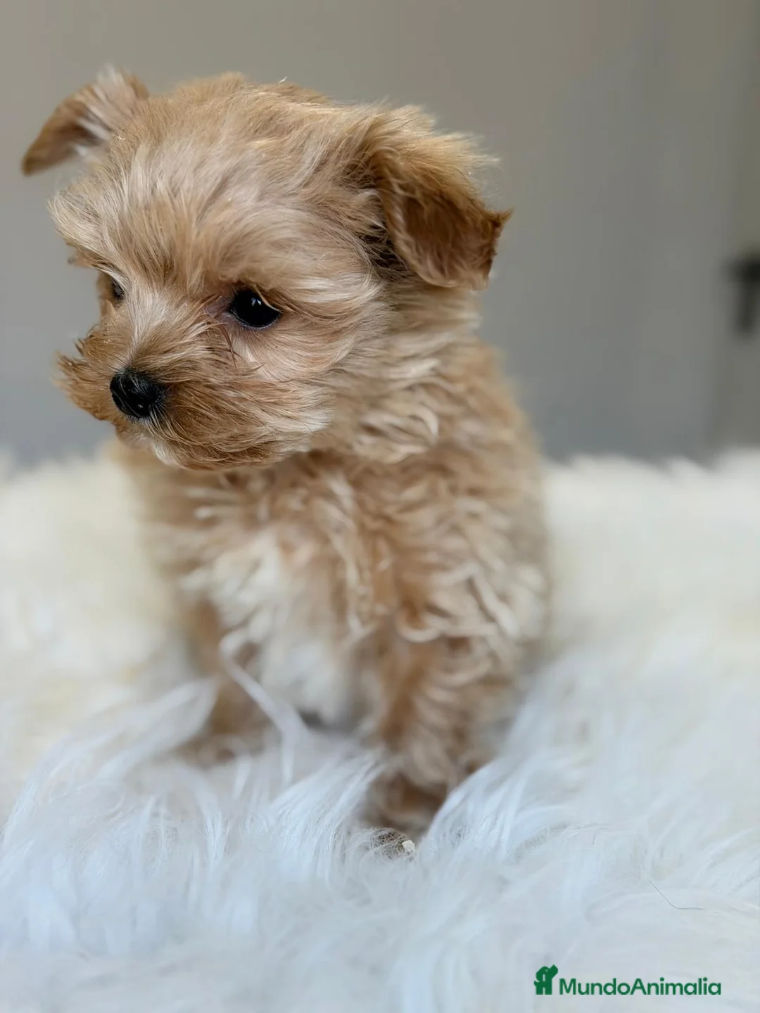 Maltipoo perros en venta: MALTIPOO MACHO APRICOT - Anuncio 2