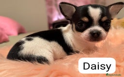 Chihuahua perros en venta: CHIHUAHUAS MINI TOYS - Imagen 2